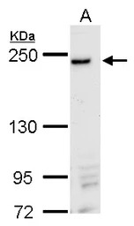DNMBP antibody
