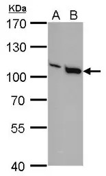 VAV1 antibody [GT557]