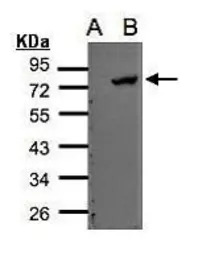 ELMO2 antibody [C3], C-term