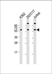 Hsp 60 antibody, N-term
