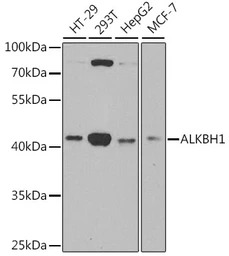 ABH1 antibody