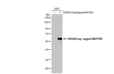 MAP3K8 antibody [N3C3]