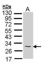 FGF10 antibody