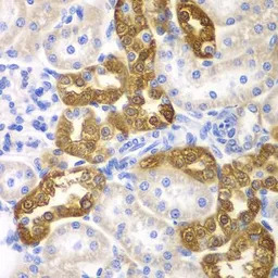 CD151 antibody