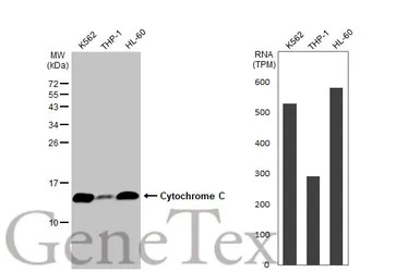 Cytochrome C antibody