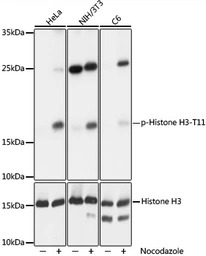 Histone H3T11ph (phospho Thr11
