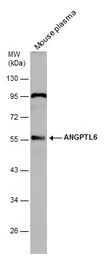 ANGPTL6 antibody