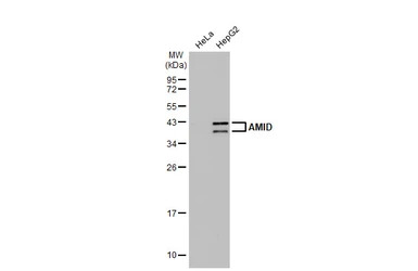 AMID antibody [N1], N-term