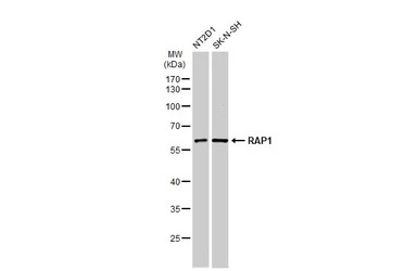 RAP1 antibody [N2C3]