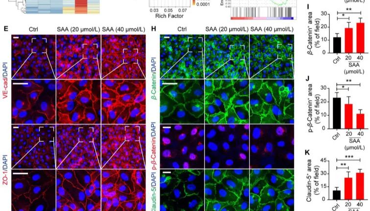 文献分享 | 南京中医药大学将中药活性成分与国自然热点“血管生成”和“糖酵解”结合，国自然思路，拿走不谢~