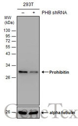 Prohibitin antibody