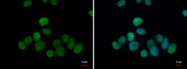 TET1 antibody [N1], N-term