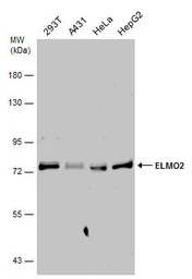 ELMO2 antibody [C3], C-term