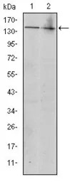 c-Kit antibody [1C5]