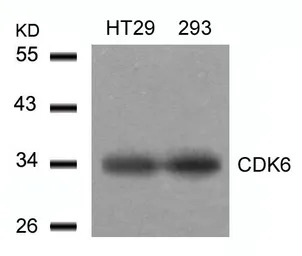 CDK6 antibody