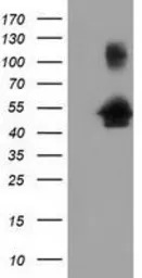 GRASP65 antibody [4F8]
