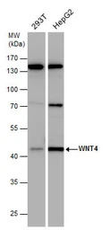 Wnt4 antibody