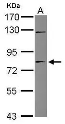 TIGD1 antibody [C3], C-term