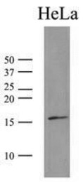 SUMO2 antibody [AT10F1]