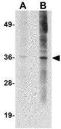ST3gal6 antibody
