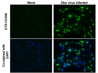 Zika virus NS2B protein antibo