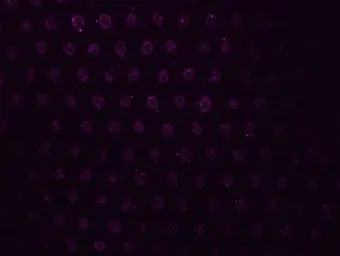 Dishevelled 3 antibody [N1N2],