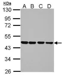 NUDC antibody