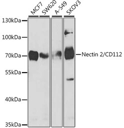 Nectin 2 antibody
