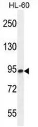 ENGase antibody