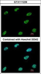CtBP1 antibody [N2C2], Interna