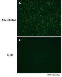 Zika virus NS2B protein antibo