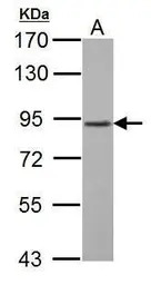 GABA B Receptor 1 antibody [N2