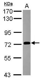 PCDHB3 antibody [N1C1]