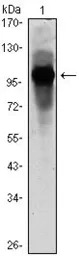 BMAL1 antibody [1C5]