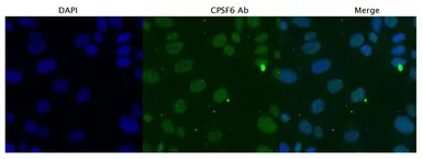 CPSF6 antibody, Internal
