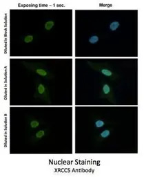 Signal+ for Immunostaining