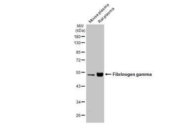 Fibrinogen gamma antibody