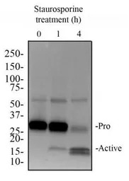 Caspase 3 antibody [31A1067]