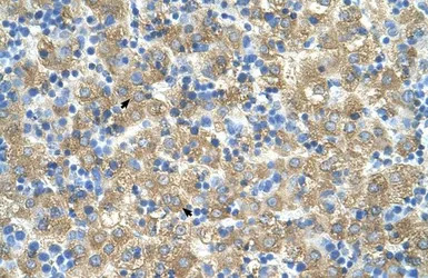 MARVELD3 antibody, Internal