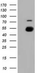 PKMYT1 antibody [1C3]