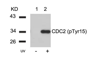 CDC2 (phospho Tyr15) antibody