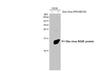 Zika virus NS2B protein antibo