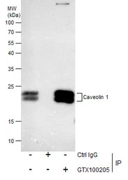 Caveolin 1 antibody [N1N3]