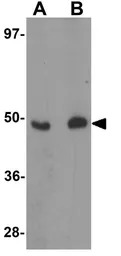 FOXO4 antibody