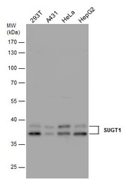 SUGT1 antibody