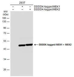 MEK1 + MEK2 antibody