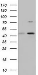 CBWD1 antibody [4E8]