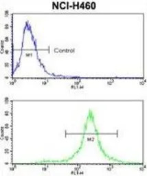c-Kit antibody, N-term