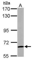 WDR1 antibody