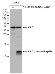 ICAD (cleaved Asp224) antibody